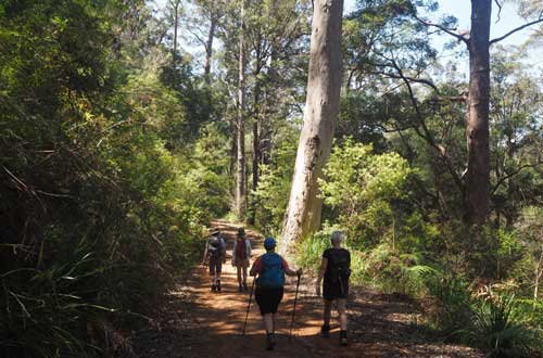 bibbulmun-track-walk-walpole-to-denmark-western-australia