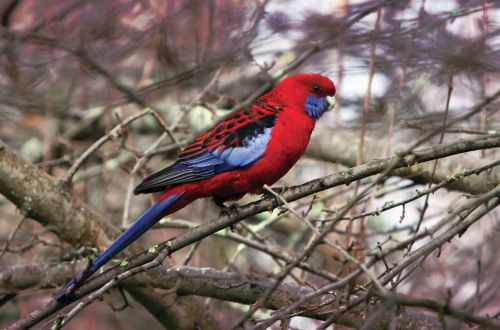 blue-mountains-walk-bird