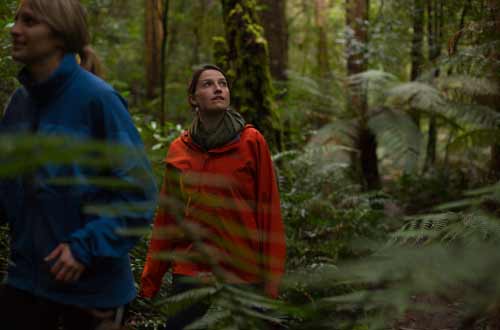 bruny-island-rainforest-walk-tasmania