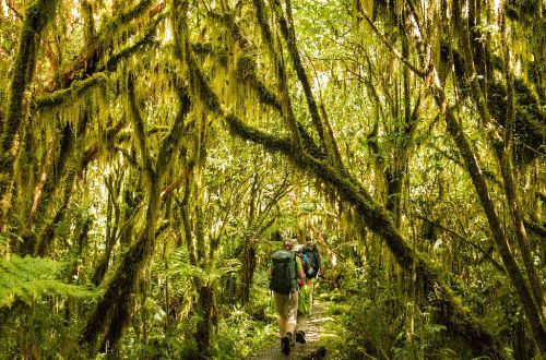 Fiordland-walk-mossy-trees