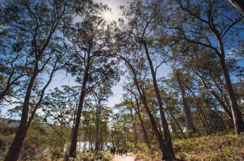 freycinet-walks-wineglass-bay-walk-trees-track