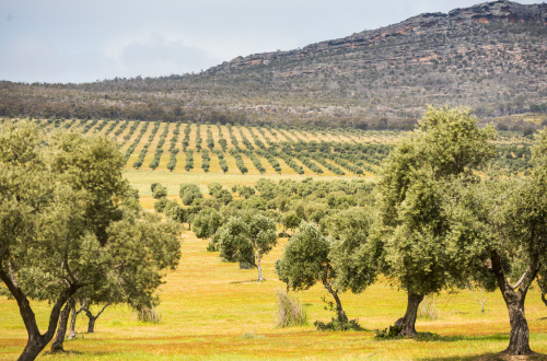 Grampians-Peaks-Trail-olive-grove