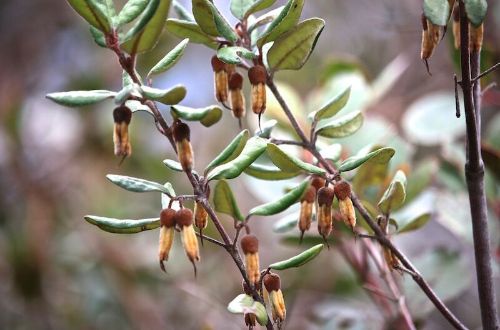 Grampians-Peak-Trail-Native-flowers