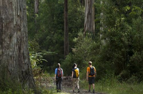 great-ocean-walk-forest