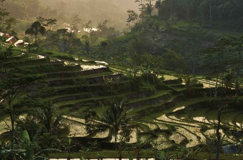 bali-beyond-hiking-java-amanjiwo-ricefield-trekking-