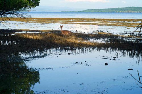 bali-luxury-adventure-menjangan-island-wildlife