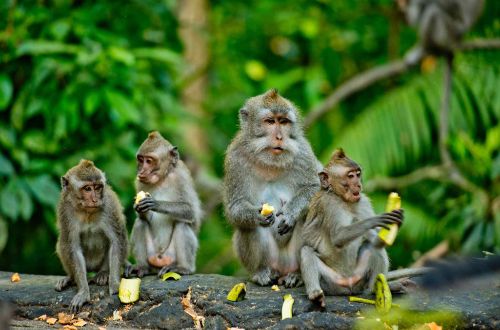 indonesia-tour-bali-walk-cycling-rafting-restaurant-monkeys-in-forest