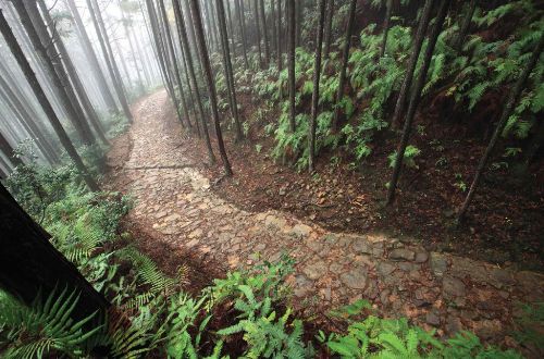 kumano-kodo-walk-forest-trail
