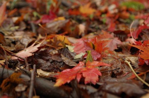 japan-luxury-walk-autumn-leave