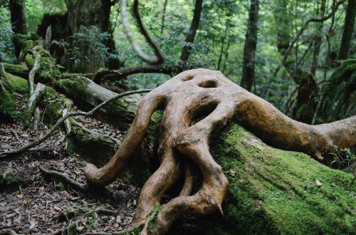 yakushima-Shiratani-unsuikyo-trekking