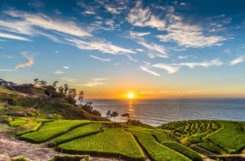 japan-tour-japan-cycling-senmaida-rice-terrace-field