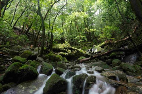 japan-luxury-walk--yakushima-island-creek