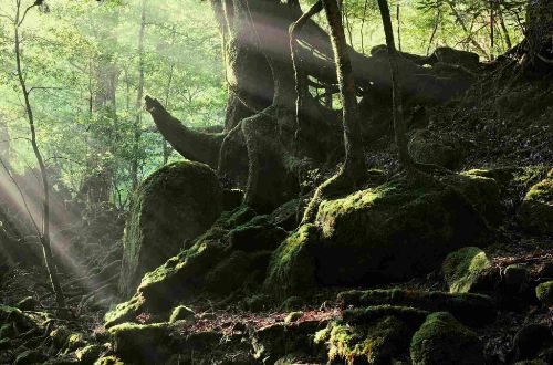 japan-luxury-walk--yakushima-island-forest