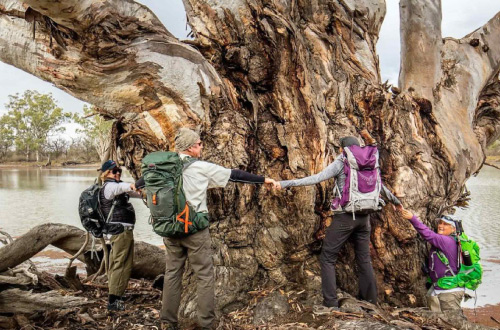 murray-river-walk-walkers-around-big-tree