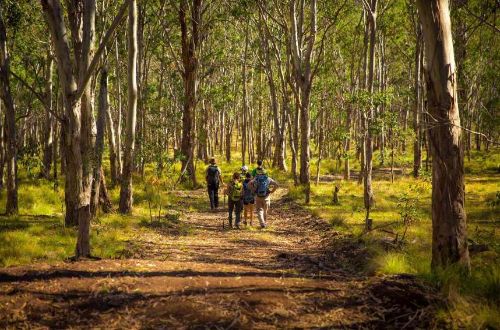 SCENIC-RIM-TRAIL-WALK-queensland-bushwalk-queensland-overnight-hike-trail-group-walker