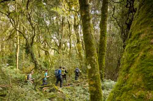 SCENIC-RIM-TRAIL-WALK-queensland-bushwalk