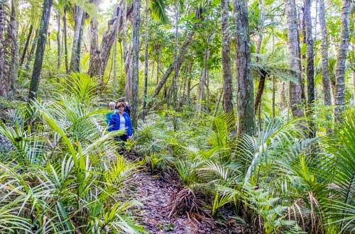 waiheke-walking-tour-forest