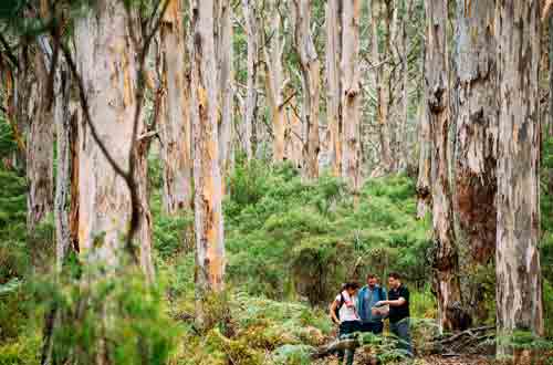 Cape-to-Cape-Track-Walk-Boranup-Trees