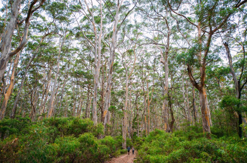 cape-to-cape-luxury-walk-boranup-karri-forest