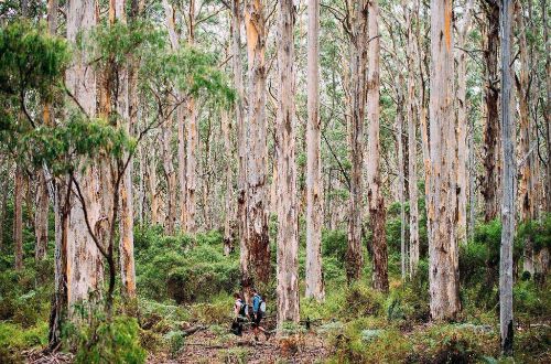 Cape-to-Cape-Track-Karri-Forest