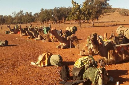 flinders-ranges-outback-walk-camel-rest