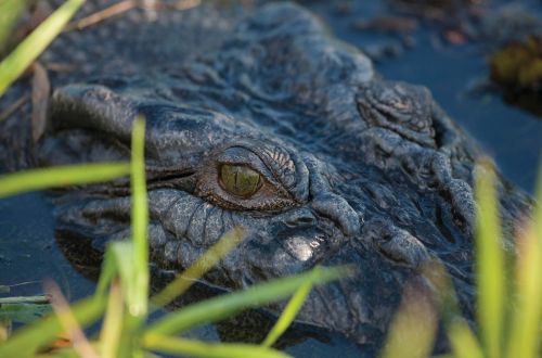 Corroboree-Billabong-crocodiles