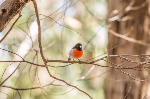 Kangaroo-island-wilderness-trail-bird-australia