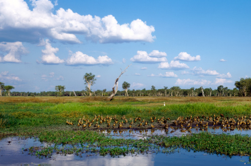 Kakadu Yellow Water Billabong